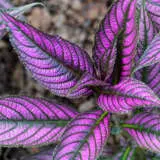 Persian Shield 1 Lpopershi - Garden Express Australia