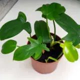 Philodendron Panduriforme P10phipan - Garden Express Australia
