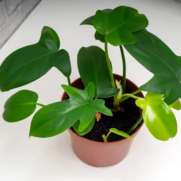 Philodendron Panduriforme