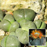 Pleiospilos Split Rock Plant