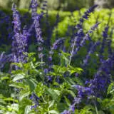 Salvia Indigo Spires P68heumma - Garden Express Australia