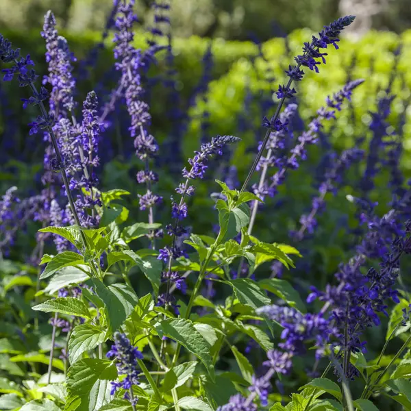 Salvia Indigo Spires
