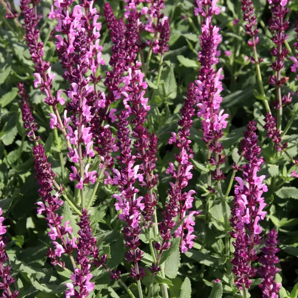 Salvia Merleau Rose