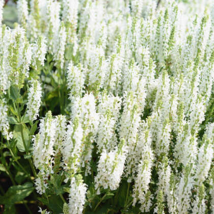 Salvia Merleau White P68salmwh - Garden Express Australia
