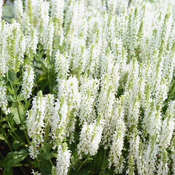 Salvia Merleau White