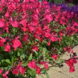 Salvia Mirage Hot Pink Salvia Mirage Hot Pink