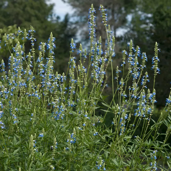 Salvia Uliginosa- Bog Sage