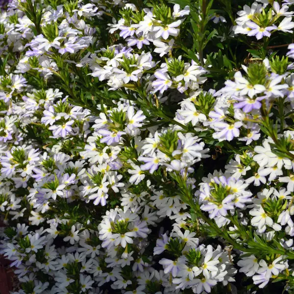 Scaevola Fairy White Scaevola Fairy White