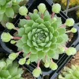 Sempervivum Cannon Balls P68semcba - Garden Express Australia