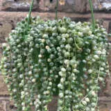 Senecio Variegated String Of Pearls P68senvsop - Garden Express Australia