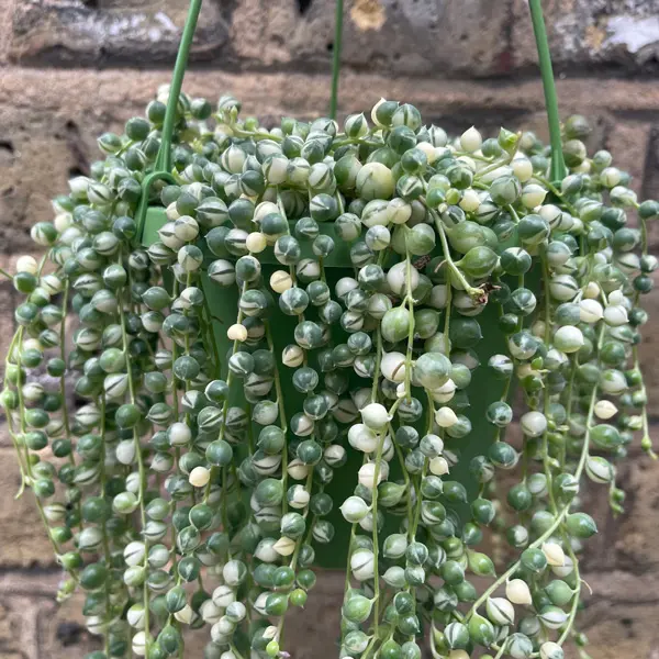 Senecio Variegated String Of Pearls Senecio Variegated String Of Pearls