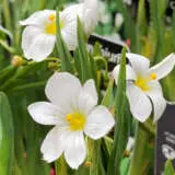Sisyrinchium White Eyed Grass P68siswhi - Garden Express Australia