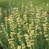 Sisyrinchium Yellow Eyed Grass P68sisyel - Garden Express Australia