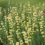 Sisyrinchium Yellow Eyed Grass P68sisyel - Garden Express Australia