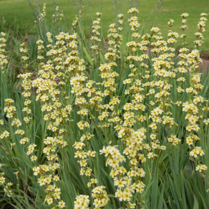 Sisyrinchium Yellow Eyed Grass P68sisyel - Garden Express Australia
