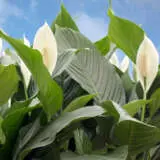 Spathiphyllum Peace Lily Sweet Romano P10spasro - Garden Express Australia