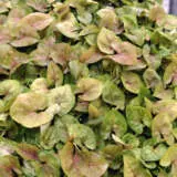 Syngonium Berry P10synber - Garden Express Australia