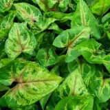 Syngonium Red Beauty 1 P10synrbe - Garden Express Australia