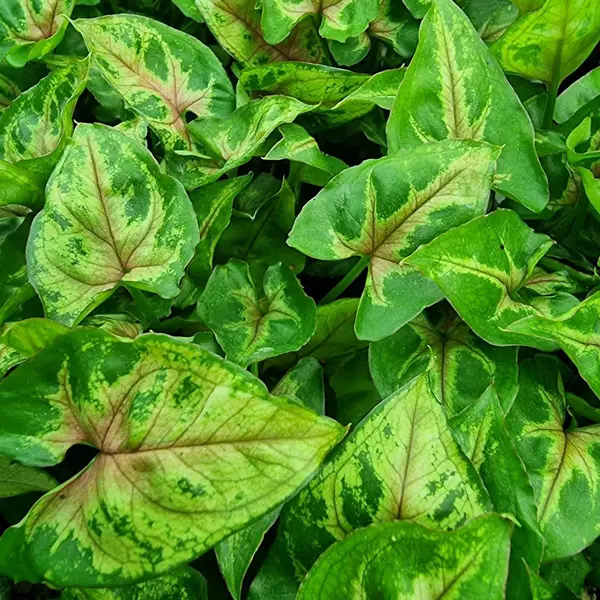 Syngonium Red Beauty