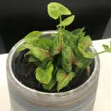 Syngonium Red Beauty Syngonium Red Beauty