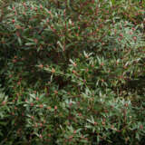 Tasmannia Lanceolata Tasmanian Pepper Bush P14taslan - Garden Express Australia