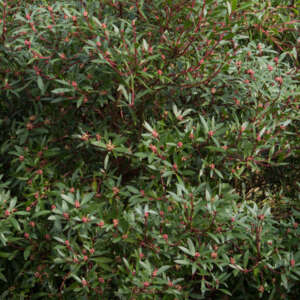 Tasmannia Lanceolata- Tasmanian Pepper Bush Male - Garden Express