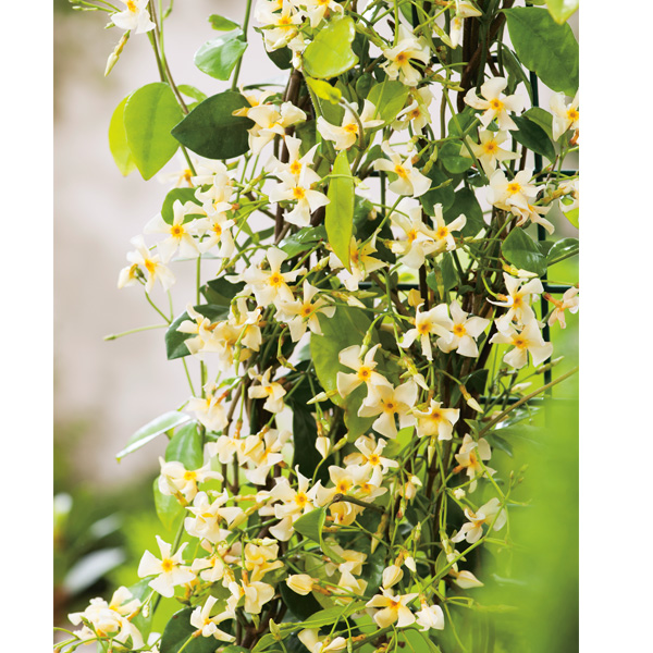 Trachelospermum Yellow Jasmine Garden Express