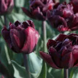 Tulip Palmyra Pretulplm - Garden Express Australia