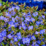 Veronica Georgia Blue P68vergbl - Garden Express Australia