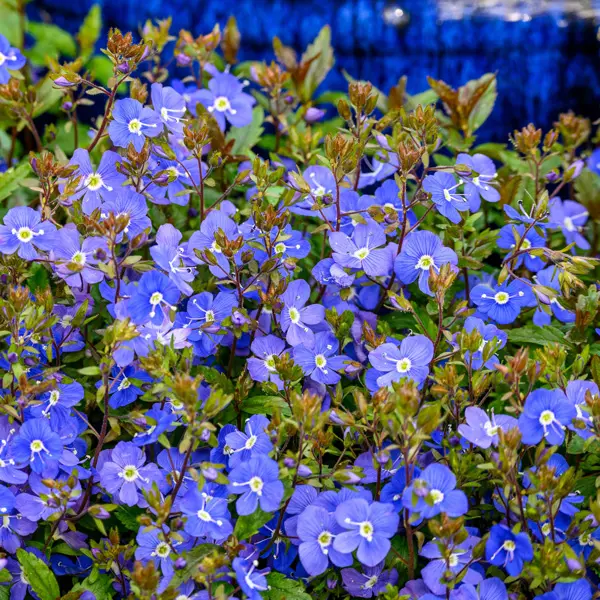 Veronica Georgia Blue Veronica Georgia Blue
