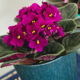 African Violet Maxi Alice Red