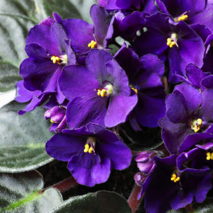 African Violet Maxi Lia P10avimli - Garden Express Australia