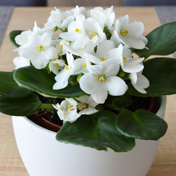African Violet White
