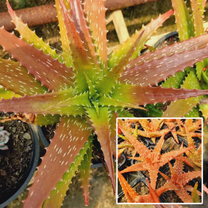 Aloe Dorotheae P68alodor - Garden Express Australia