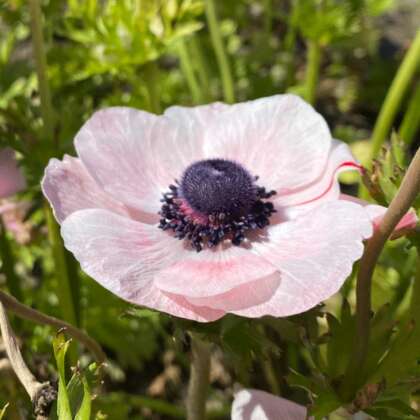 Anemone Poppy Blush Pkanepbu - Garden Express Australia