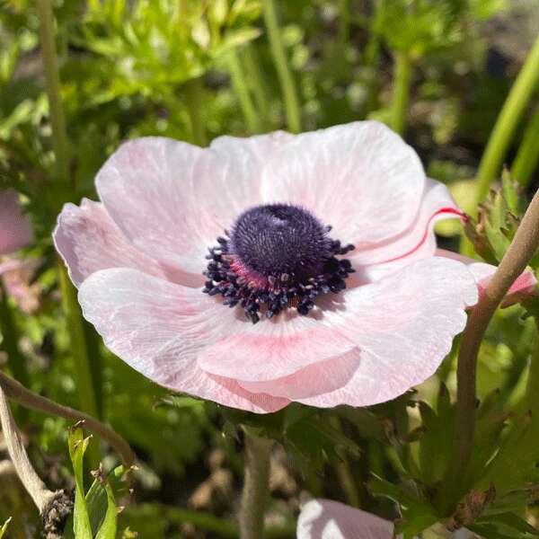 Anemone Poppy Blush