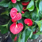 Anthurium Dark Red P13antdre - Garden Express Australia