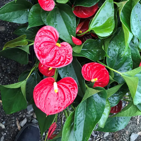 Anthurium Red