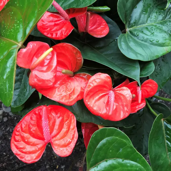 Anthurium Orange