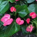 Anthurium Pink P13antpin - Garden Express Australia