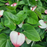 Anthurium Pink And White