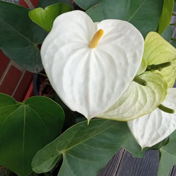 Anthurium White