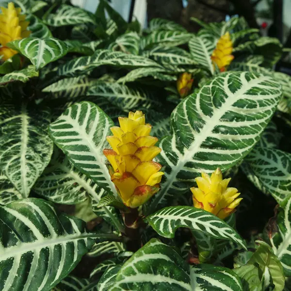 Aphelandra Zebra Plant