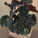 Begonia Dark Mambo P10begdma - Garden Express Australia
