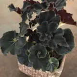 Begonia Dark Mambo P10begdma - Garden Express Australia