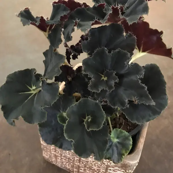 Begonia Dark Mambo