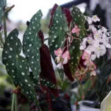 Begonia Maculata Polka Dot Plant P13begmac - Garden Express Australia
