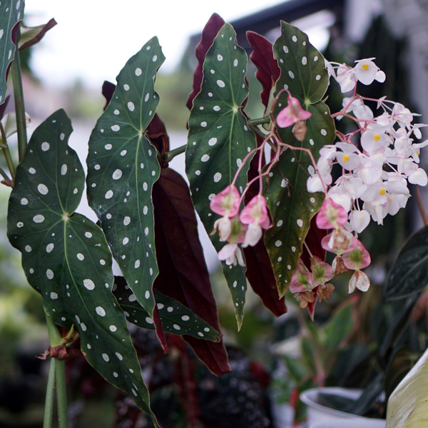 Begonia Maculata- Polka Dot Plant - Garden Express