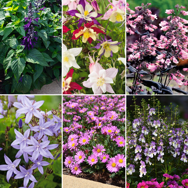 Cottage Garden Collection Garden Express