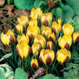 Crocus Chrysanthus Herald Pkcroche - Garden Express Australia